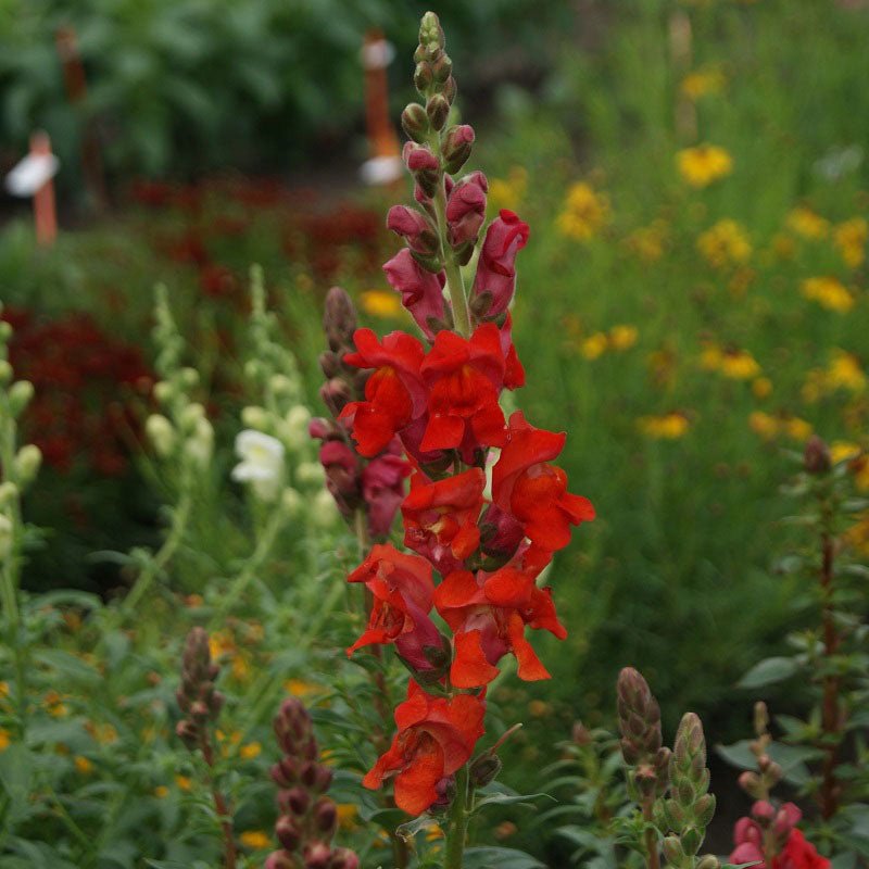 81a2330c-9f84-4280-9fe6-b380927af855.fb32654c2547dc711a73d1645ce7f0b7 Night and Day Snapdragon Seeds - Image 1