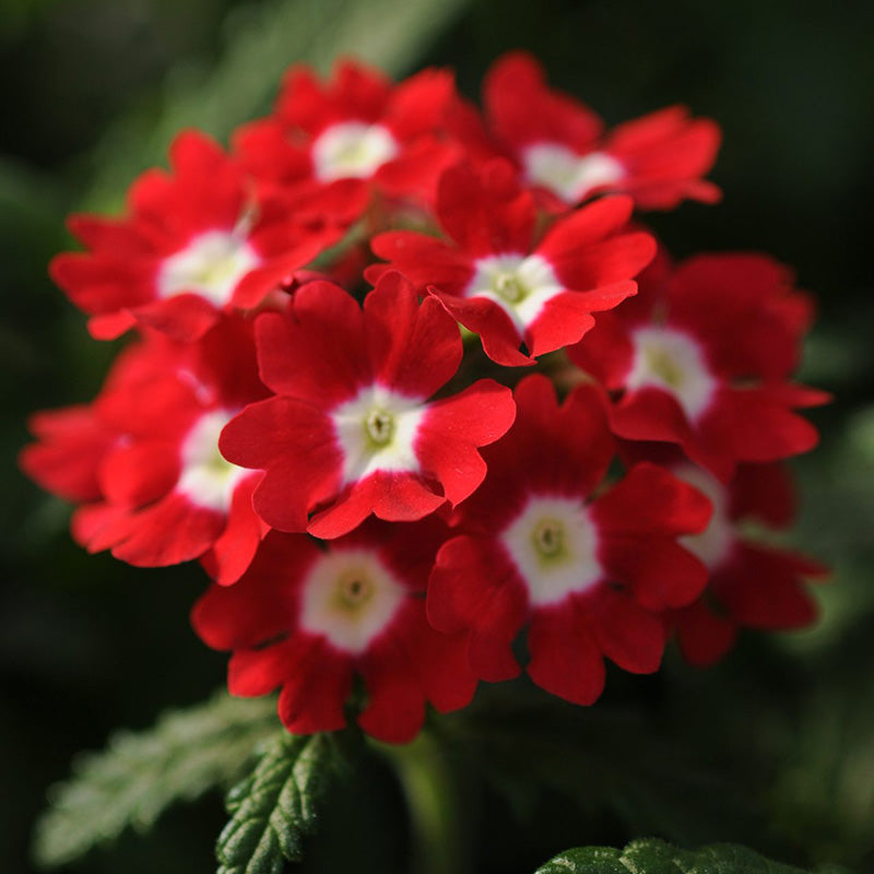 85120-1-Verbena_Quartz_XP_Red_With_Eye Obsession Red with Eye Hybrid Verbena Seeds - Image 1