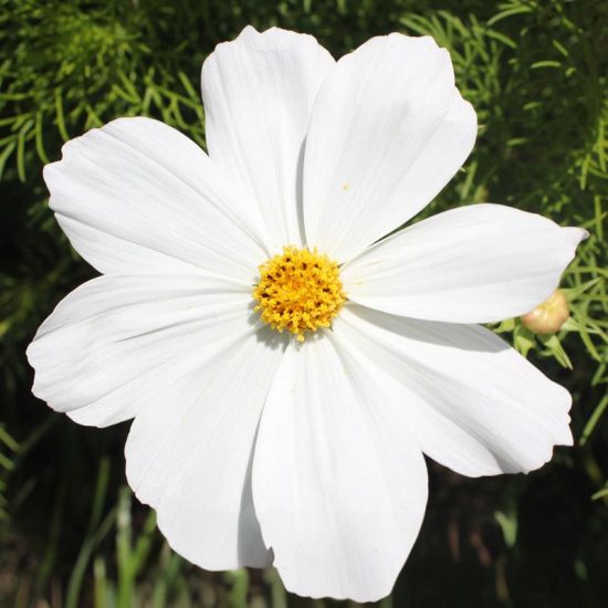Mix Cosmos Flower Seeds - Image 7