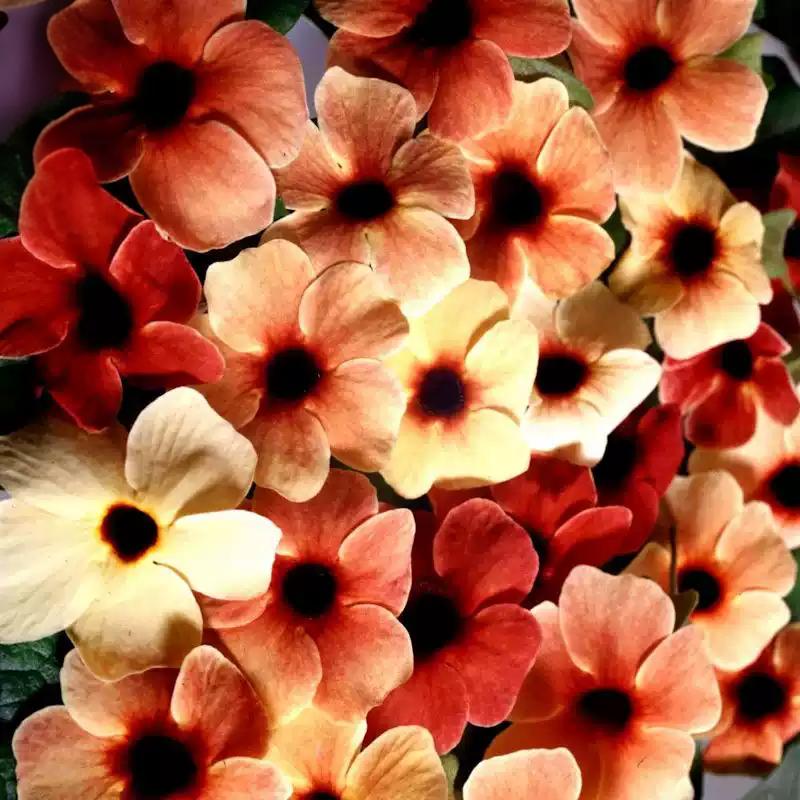 8aa9c02c6996652db6c90791902dedd6 Sunrise Surprise Black-Eyed Susan Vine Thunbergia Seeds - Image 1
