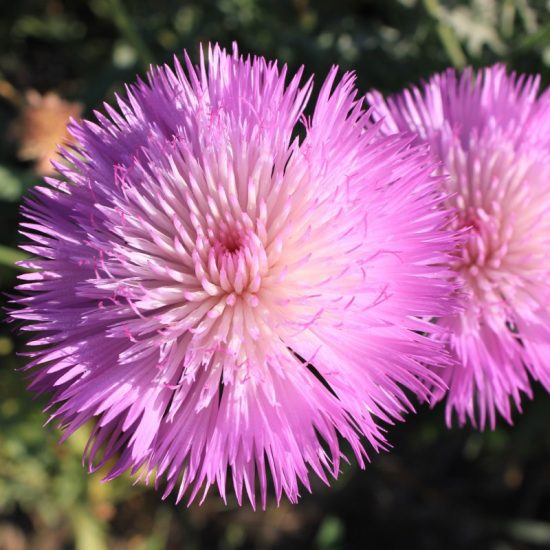 Imperialis Mix Cornflower Seeds - Image 2