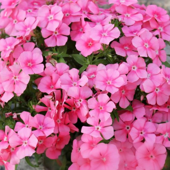 Mixed Annual Phlox Seeds - Image 5