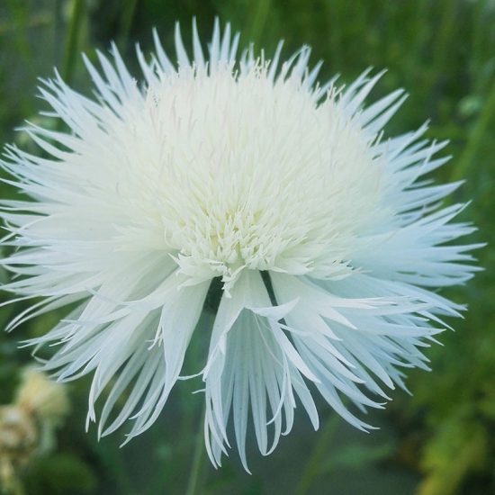 Imperialis Mix Cornflower Seeds - Image 3