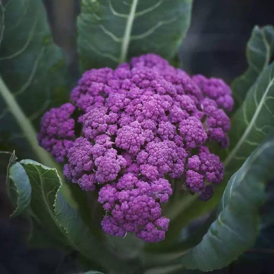 Purple Magic Hybrid Broccoli Seeds