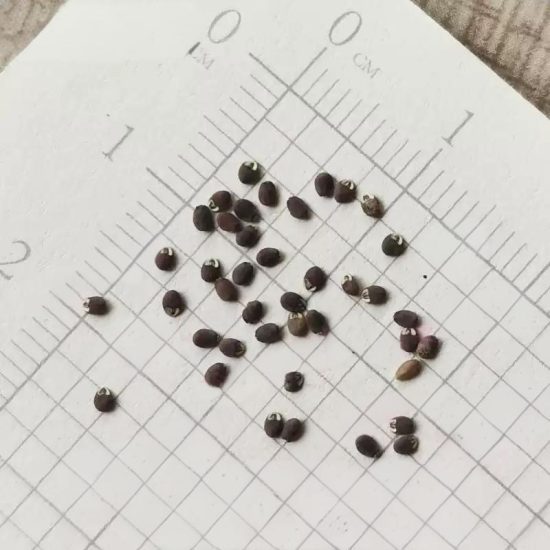 Munstead-Type Organic Lavender Seed - Image 4