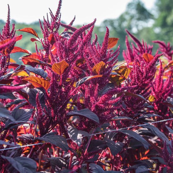 Red Spike Amaranthus Seed - Image 3
