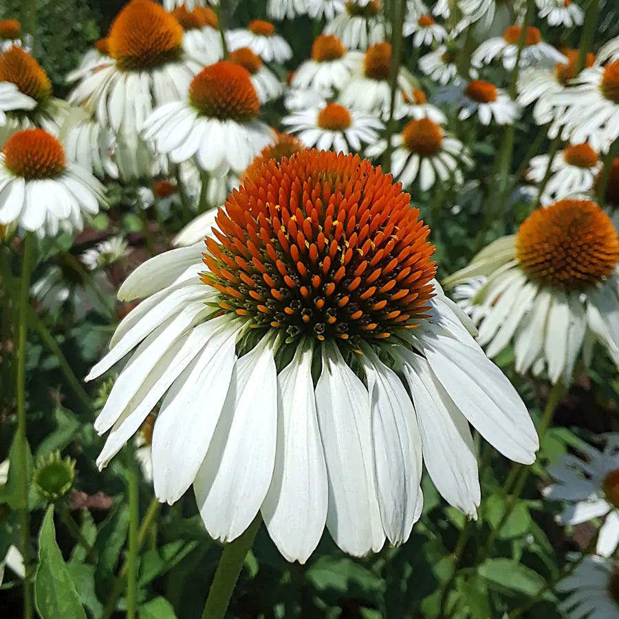 ConeflowerSeeds White Swan Coneflower Seeds - Image 1
