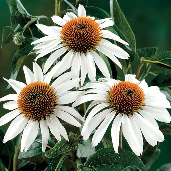 Top Coneflower Seed Collection - Image 6