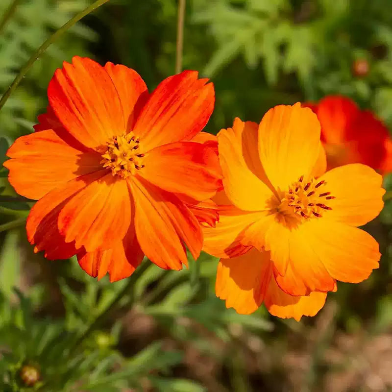 CosmicOrangeCosmosFlowerSeeds33 Cosmic Orange Cosmos Flower Seeds - Image 1