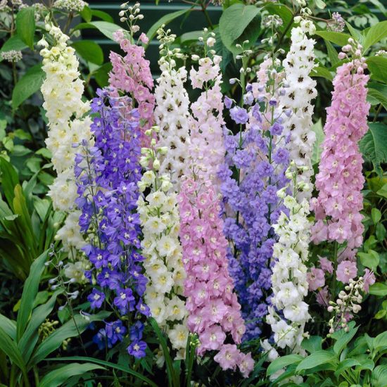 Magic Fountain Mix Delphinium Seeds - Image 2