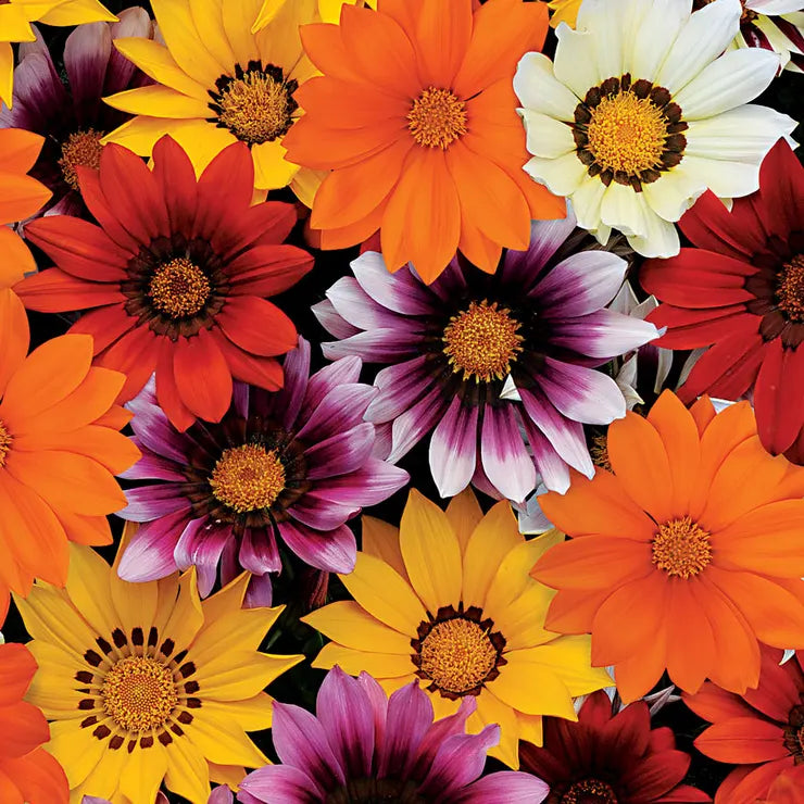 GazaniaSeeds New Day Mix Hybrid Gazania Seeds - Image 1