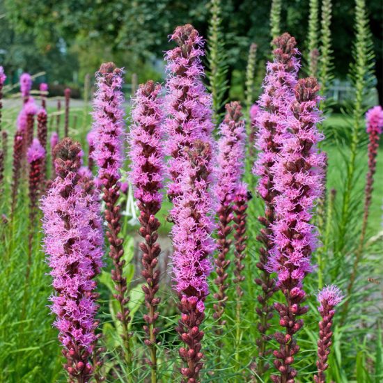 Gayfeather / Blazing Star Seeds - Image 3