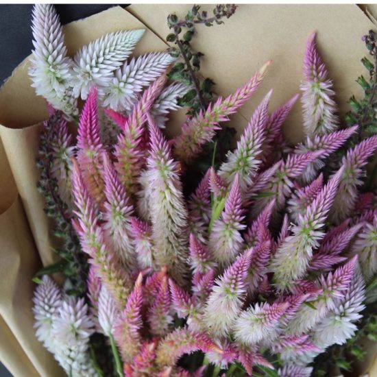 Flamingo Feather Celosia Seed - Image 3