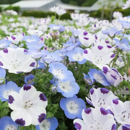 Mixed Nemophila Seeds