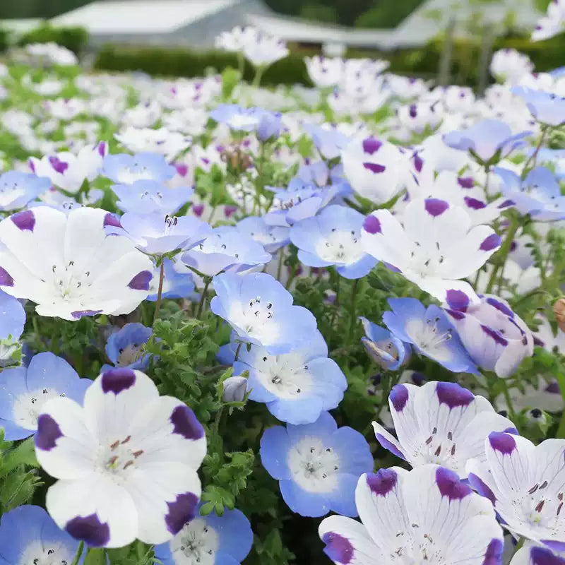 O1CN011K9W9e2JkjkTsW1K7__2213216199460_jpg_q50_jpg Mixed Nemophila Seeds - Image 1