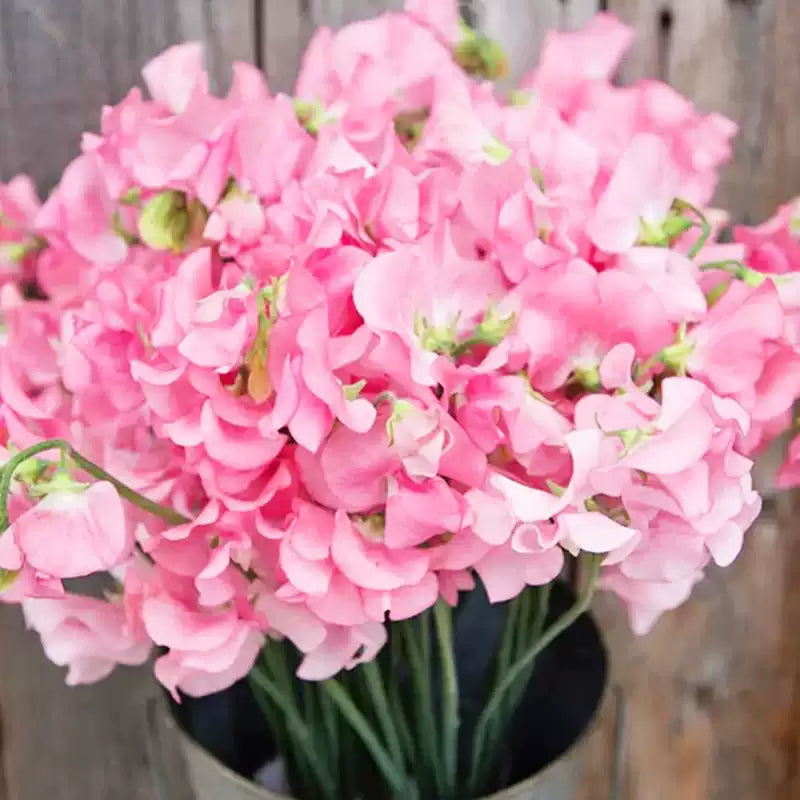 O1CN011MItrf2JkjlVtn7YF__2213216199460_jpg_q50_jpg Elegance Pink Diana Sweet Pea Seed - Image 1