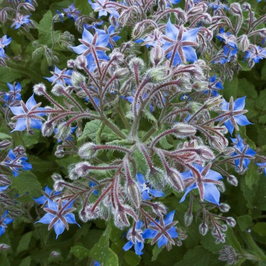 Borage Seeds - Image 4