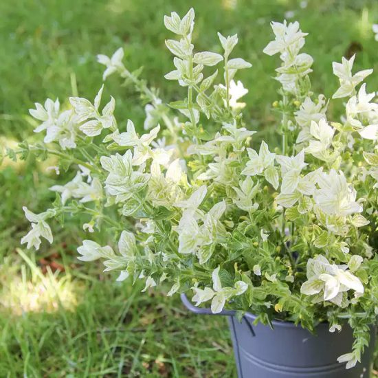 White Salvia Seeds - Image 3
