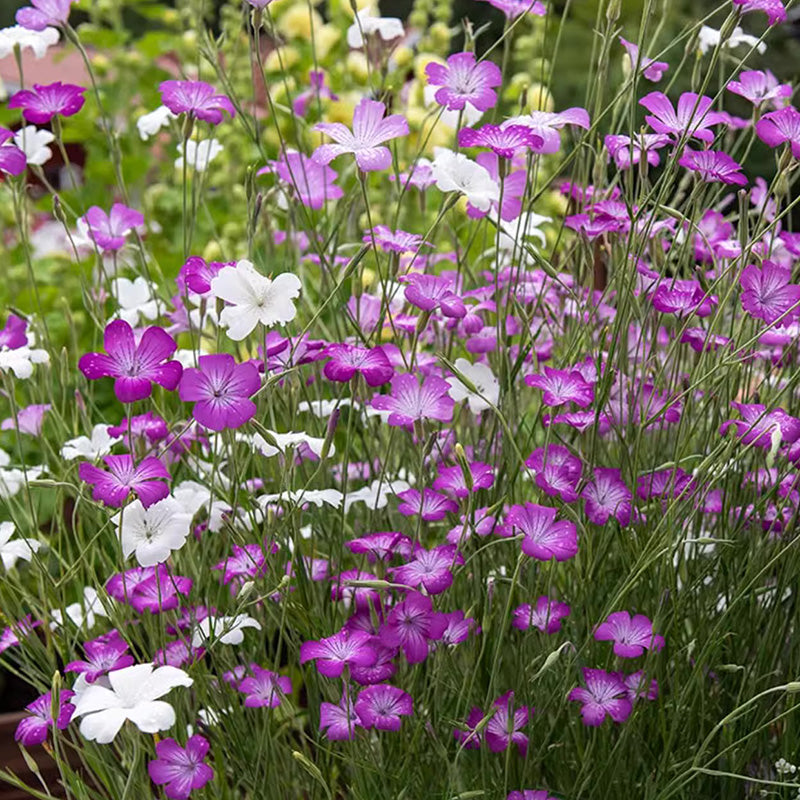 O1CN012LjliW1NdBRwutlHF__673761592 Mix Agrostemma Seeds - Image 1