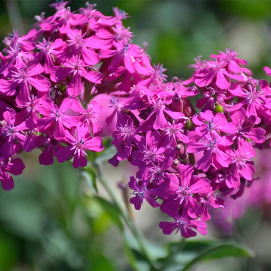Catchfly Seeds