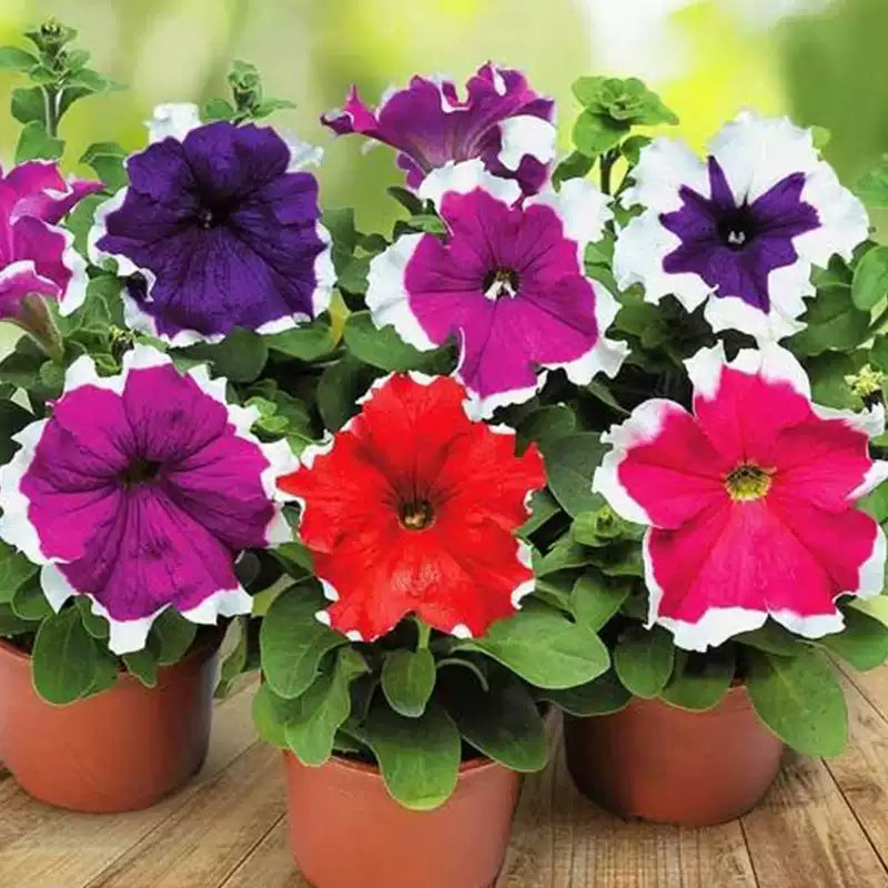 O1CN012tVrAM2Jkjlud0cOz__2213216199460_jpg_q50_jpg Donna Picotee Mix Petunia Seeds - Image 1
