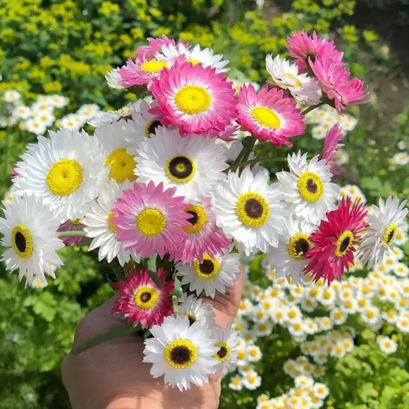 O1CN0144UUwJ2Jkjajh3XzT__2213216199460.jpg_q50.jpg__1 Giant Flowered Mix Helipterum Seeds - Image 1