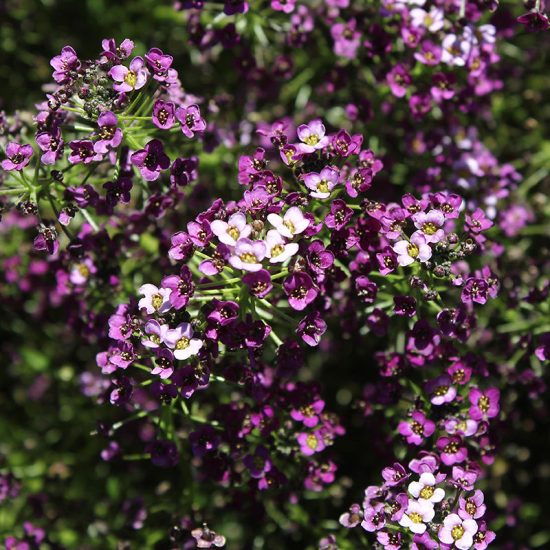 Purple Shades Sweet Alyssum Seeds - Image 3