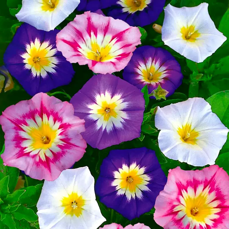 O1CN014YBjRL2JkjlStFW6B__2213216199460_jpg_q50_jpg Fieldgrown Mix Morning Glory Seeds - Image 1