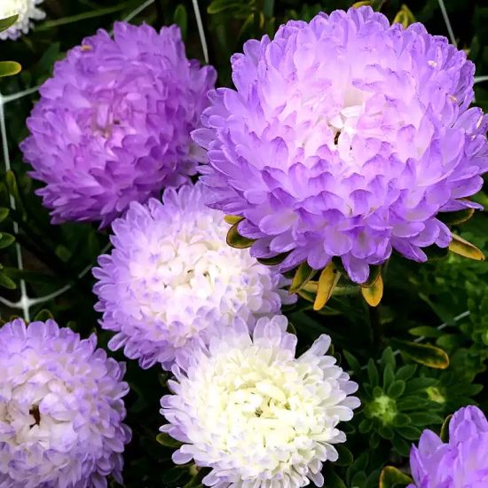Lady Coral Lavender China Aster Seed - Image 2