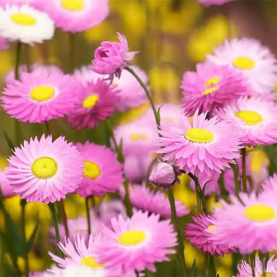 Giant Flowered Mix Helipterum Seeds - Image 5