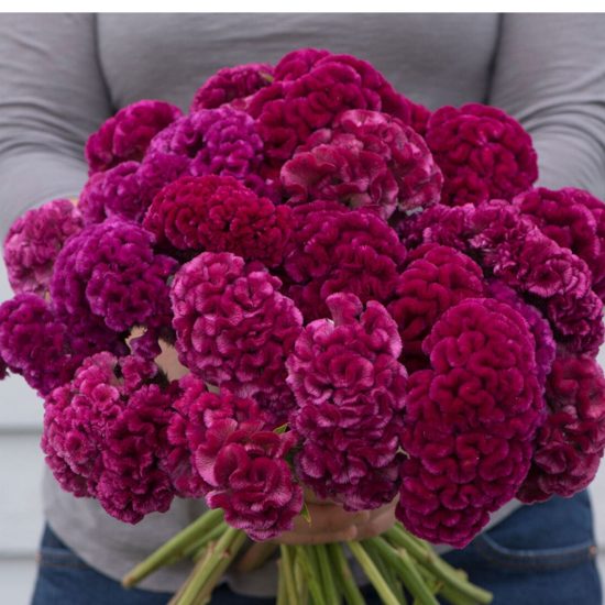 Mix Celosia Seeds - Image 3