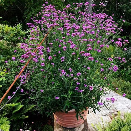 'Vanity' Verbena Seeds - Image 4
