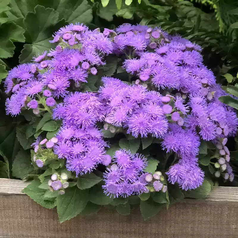 O1CN015i8AuX2JkjlgfoluR__2213216199460_jpg_q30_jpg Dwarf Aloha Blue Ageratum Seeds - Image 1