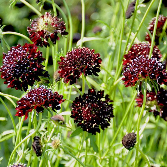 Black Pincushion Scabiosa Flower Seeds - Image 4