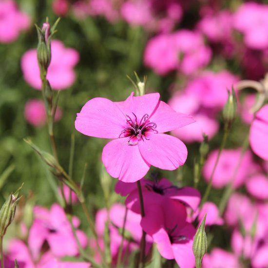 Mix Agrostemma Seeds - Image 5