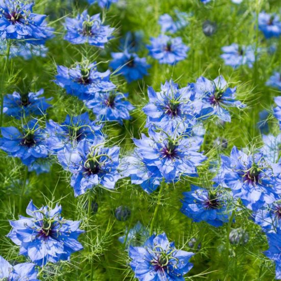 Love in a Mist Miss Jeckyll Nigella Seeds - Image 3