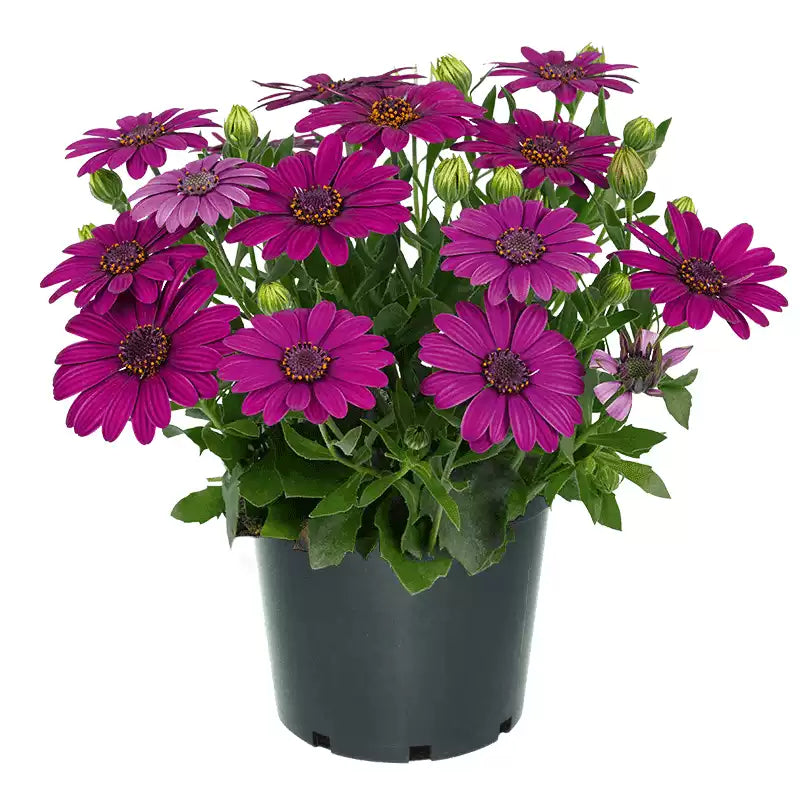 O1CN017pIRa01wtg8e9S39N__753026366_jpg_q50_jpg Purple Osteospermum Seeds - Image 1