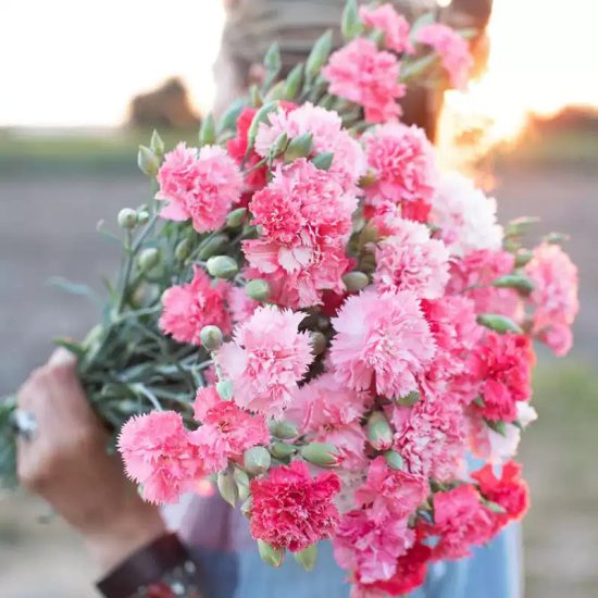 Carnation Seeds - Grenadin Double Mix Dianthus Seeds - Image 4
