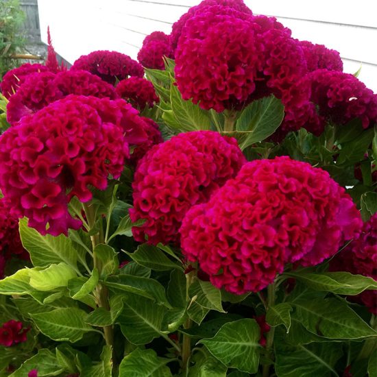 Mix Celosia Seeds - Image 4