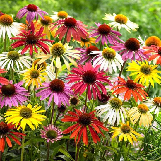 Top Coneflower Seed Collection - Image 2