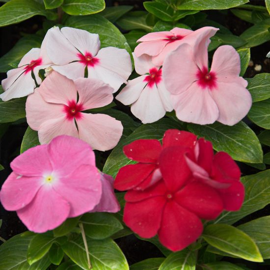 Pacifica Mix Hybrid Vinca Seeds - Image 3