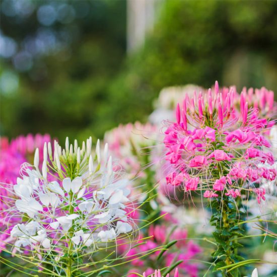 Cleome Queen Mix Seed - Image 2
