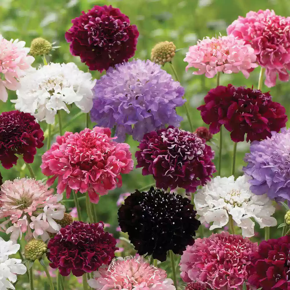 O1CN019QAzD42JkjaVT13eH__2213216199460_jpg_q30_jpg Tall Double Mix Scabiosa Seeds - Image 1