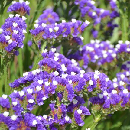 QIS Pale Blue Statice Seed