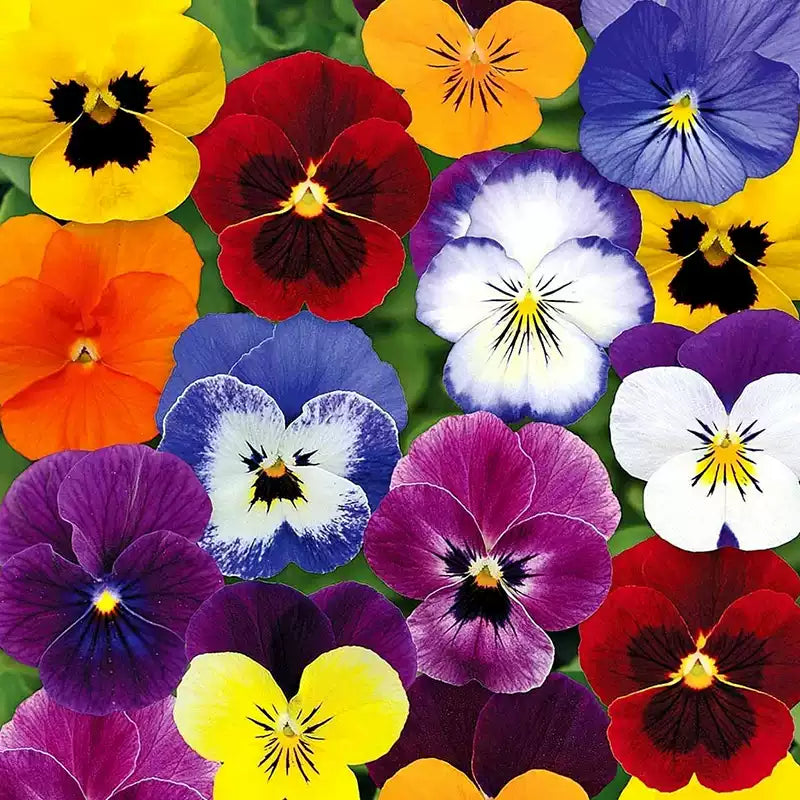 O1CN01Ab4oZV2Jkjlu2Loi8__2213216199460.jpg_q50.jpg__1 'Swiss Giants Mix' Pansy Heirloom Seeds - Image 1