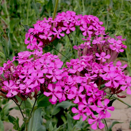 Catchfly Seeds - Image 3