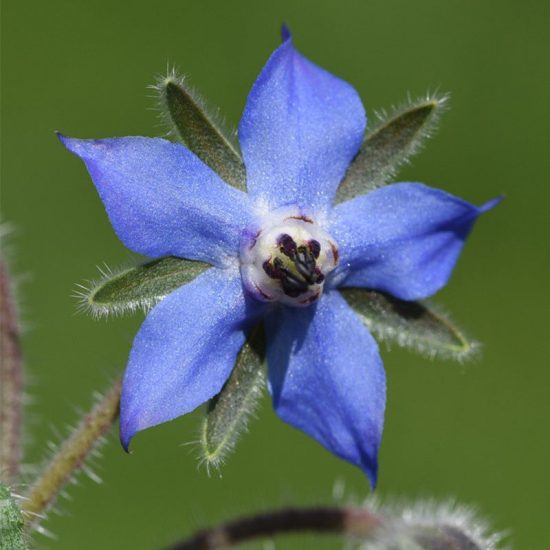 Borage Seeds - Image 2