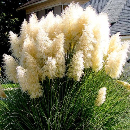 Pampas Plume White Grass Seeds - Image 2