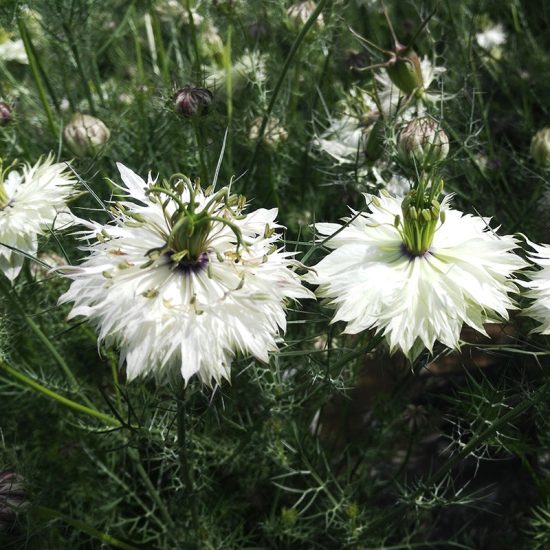 Love in a Mist Seeds - Mixed Colors Nigella Seed - Image 4
