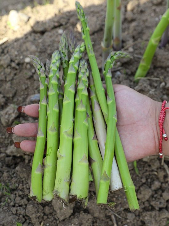 Asparagus Millenium - Image 2